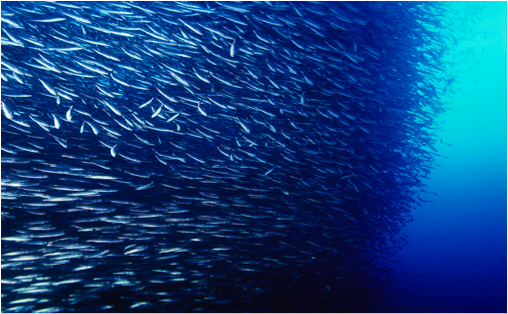 File:Large fish school.png