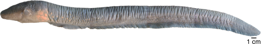 File:Lateral view of Electrophorus varii.png