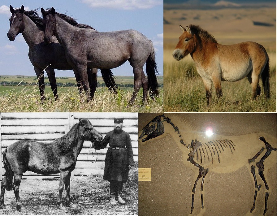 File:Equus ferus (wild horse) gallery.jpg