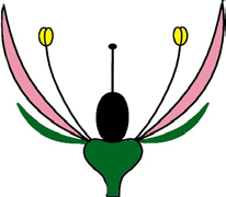 File:Heterochlamyde.png