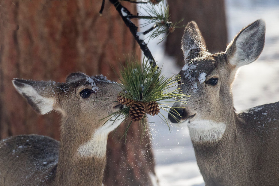 File:Mule deer eating pine needles.png