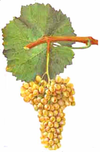 File:Verdelho.jpg