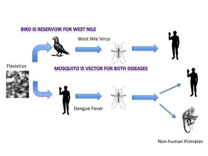 File:Disease Vector.jpg