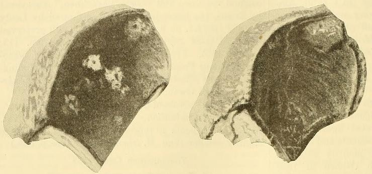 File:Palaeotherium maximum, type.png