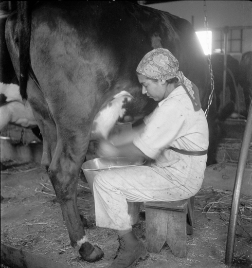 File:PikiWiki Israel 4794 Milking cow.jpg