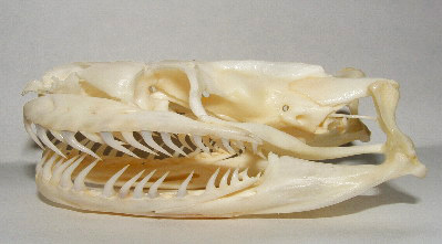 File:Python skull.jpg