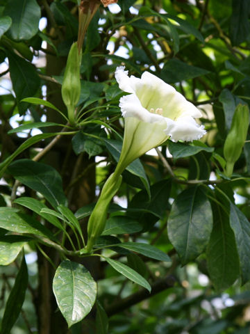 File:Solandra grandiflora1SHSU.jpg