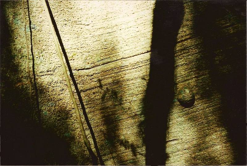 File:Ficus obliqua bark Boorganna Nature Reserve-Oct2002.jpg