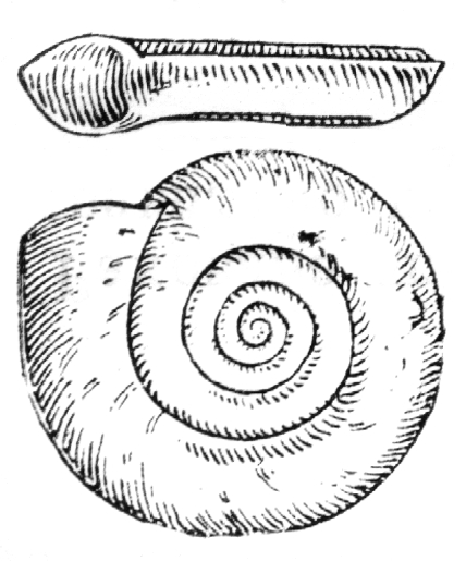 File:Planorbis planorbis drawing.jpg