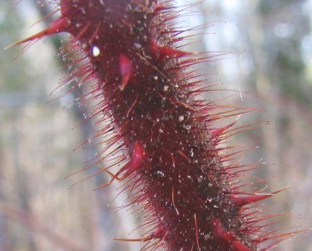 File:Raspberry cane - closeup in winter - P.2005.03.jpg