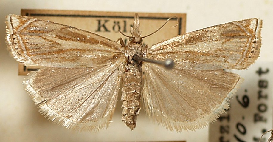 File:Crambus.nemorellus.mounted.jpg