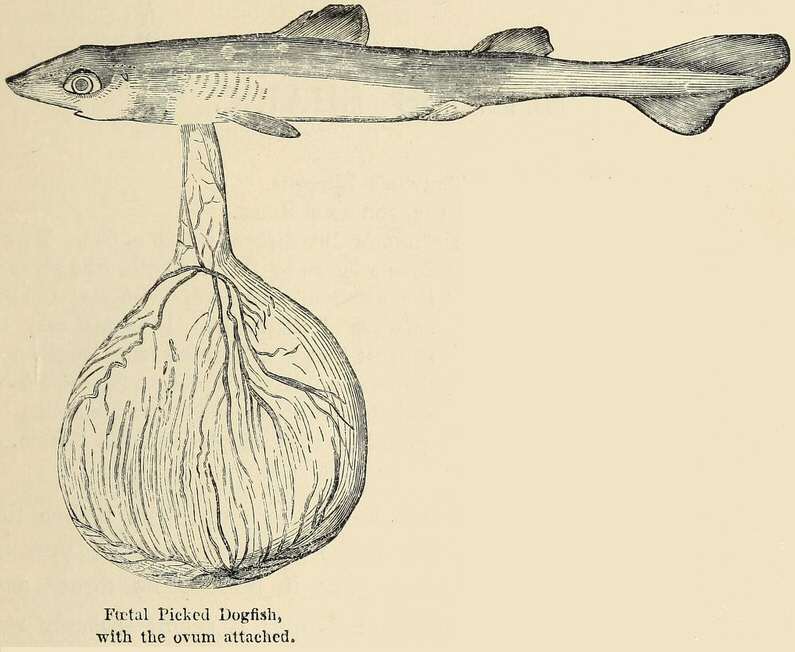 File:FMIB 46109 Foetal Picked Dogfish, with the ovum attached.jpeg