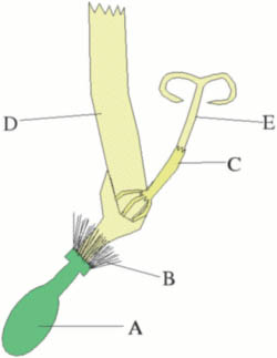 File:Ray.floret01.jpg