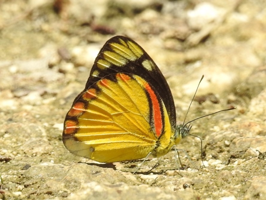 File:Timor Gull.jpg