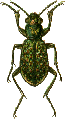 File:Elaphrus lapponicus Jacobson.png