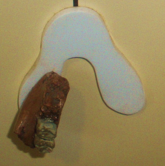 File:Sivapithecus punjabicus.JPG
