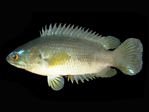 File:Anabas testudineus.png