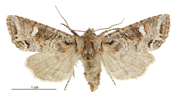 File:Graphania sericata female.jpg