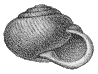 File:Klikia osculum shell.jpg