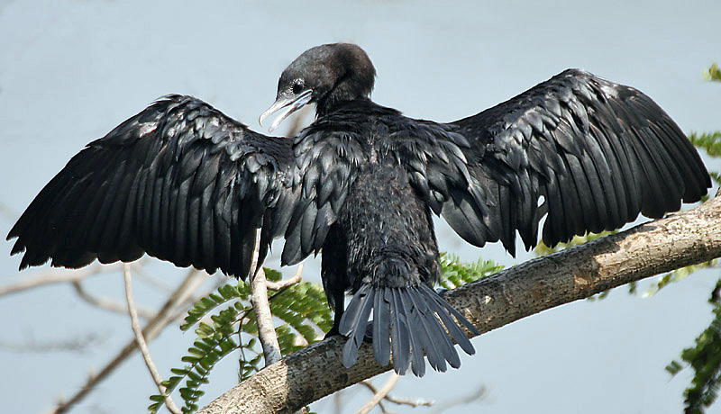 File:Little Cormorant-Drying its wings I IMG 8090.jpg