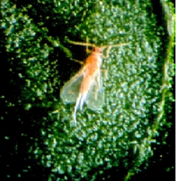 File:Maconellicoccus hirsutus - hibiscus mealybug - adult male.jpg