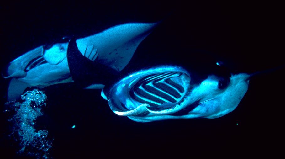 File:Two Manta Rays Feeding At Night.jpg