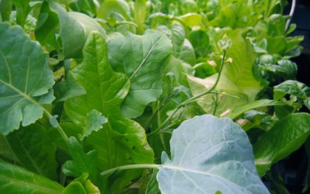 File:Aeroponics-companion-plantings.jpg