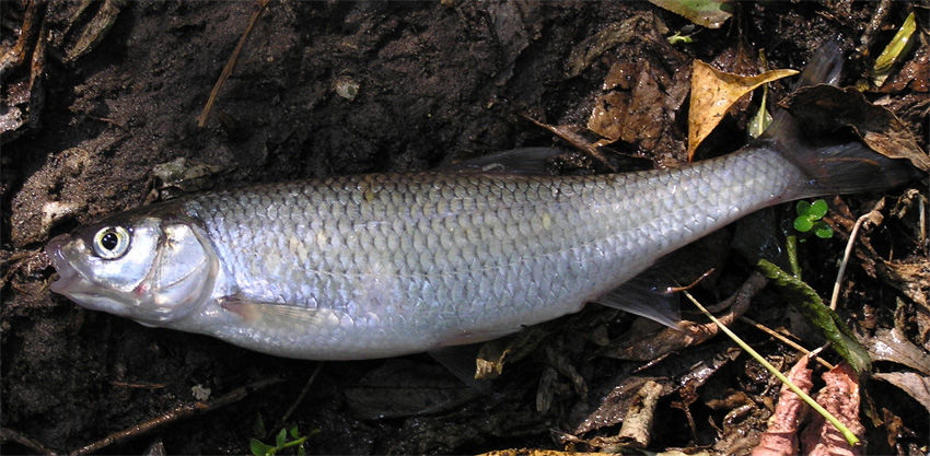 File:Leuciscus leuciscus.jpg