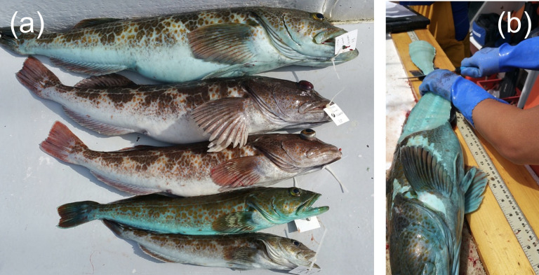 File:Lingcod 4.png