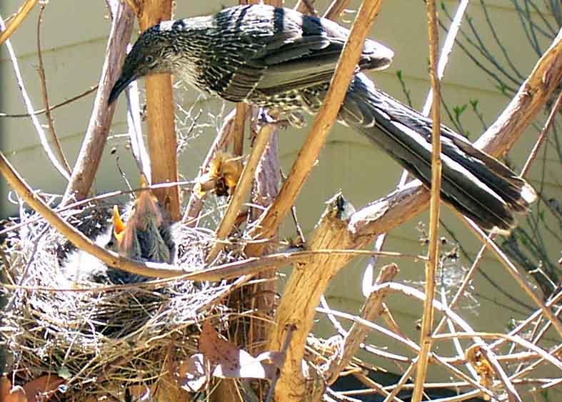 File:Anthochaera chrysoptera feeding nestlings.jpg