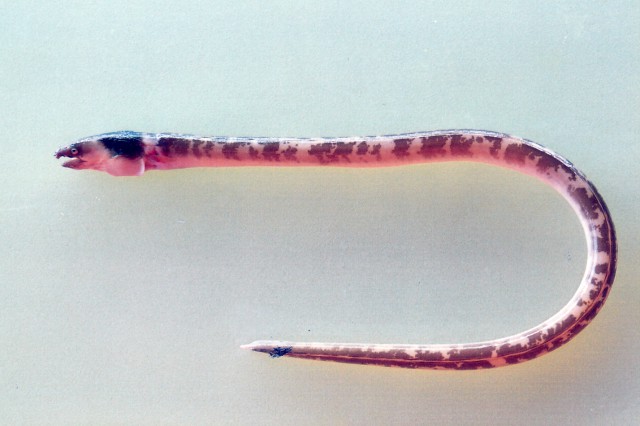 File:Ophichthus lithinus.jpg