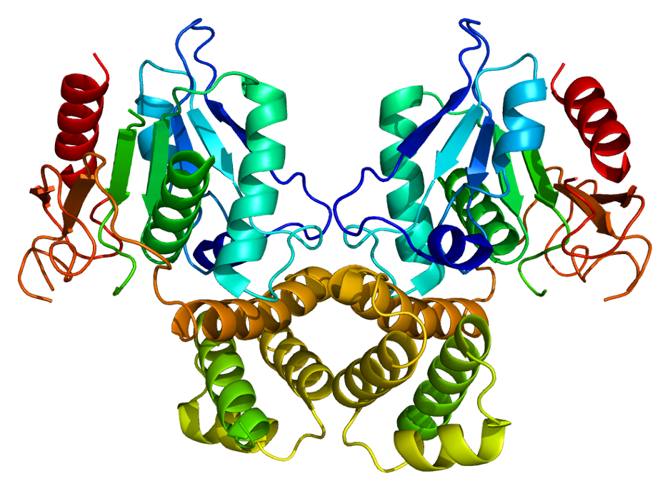 File:Protein FASN PDB 1xkt.png
