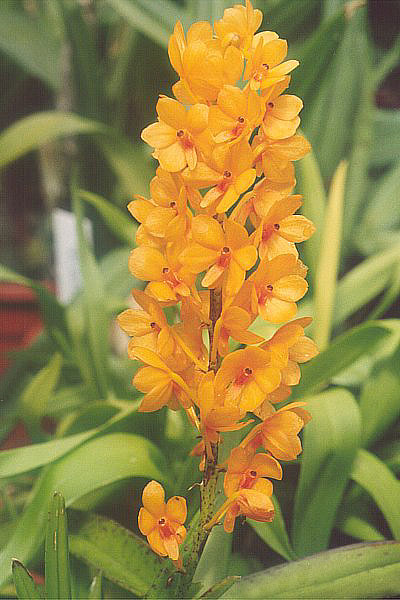 File:Vanda garayi.jpg