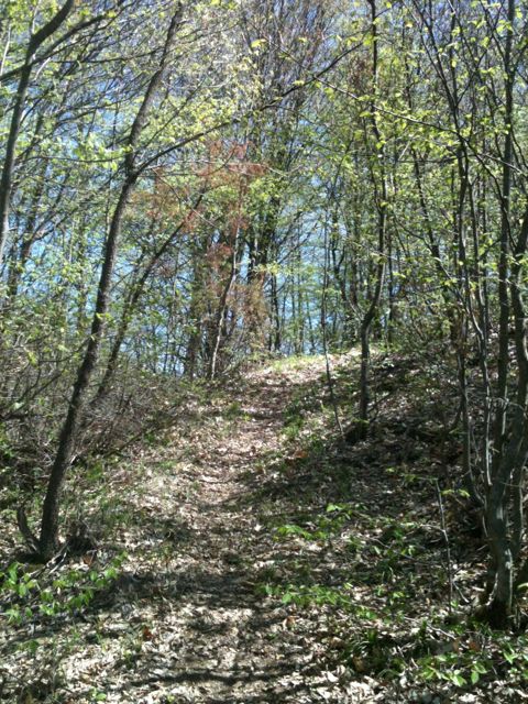 File:Šuma, Radoševo.jpg