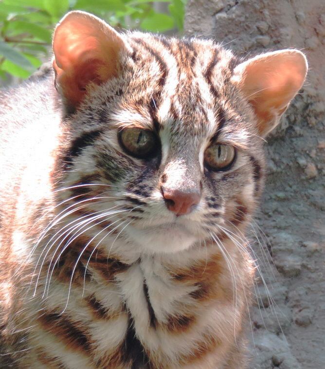 File:Leopard cat vertical pupils nocturnal ambush predator.jpg