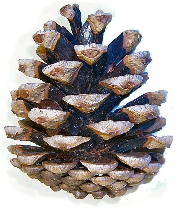 File:Pinus nigra cone.jpg