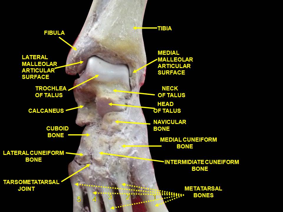 File:Slide3CEC2.JPG