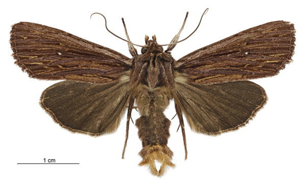 File:Tmetolophota steropastis male.jpg
