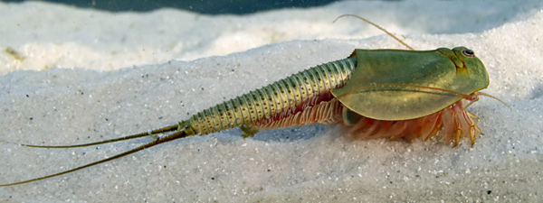 File:Triops australiensis.jpg
