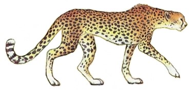 File:Acinonyx jubatus (white background).jpg