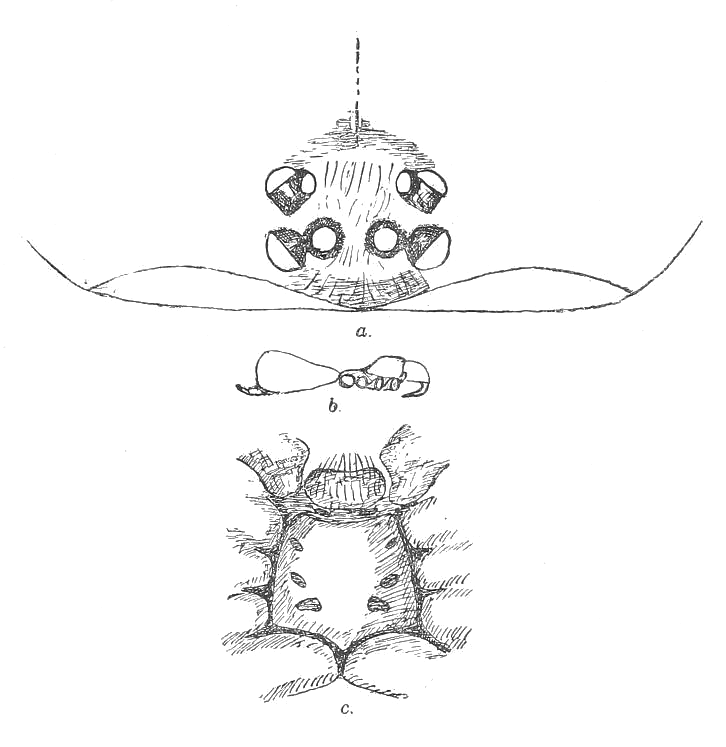 File:Cantuaria dendyi Hogg 1901.png