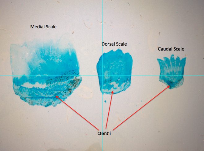File:Ctenoid Perch Scales.png