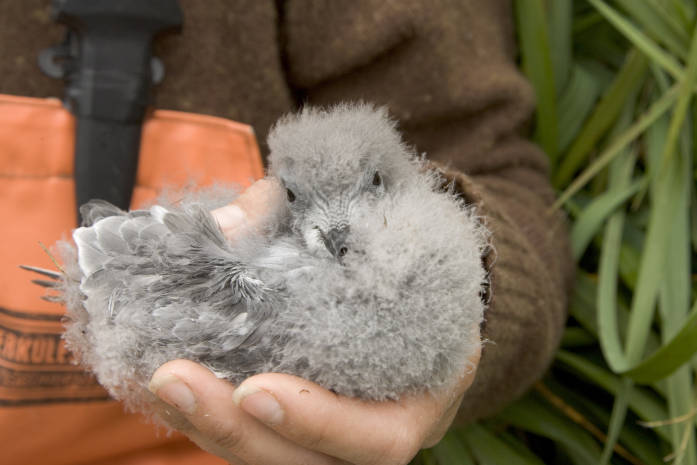 File:Fork-tailed storm petrel chick (5699395374).jpg