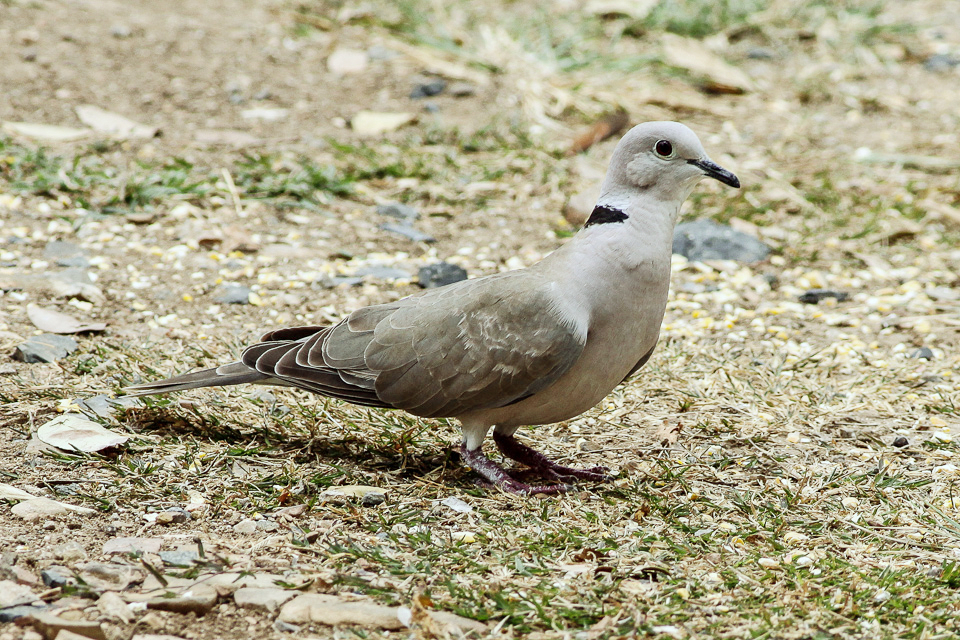 File:Streptopelia decaocto, feral, Las Paguera, Puerto Rico.jpg