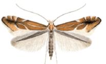 File:Phyllonorycter leucographella adult.JPG