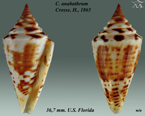 File:Conus anabathrum 1.jpg