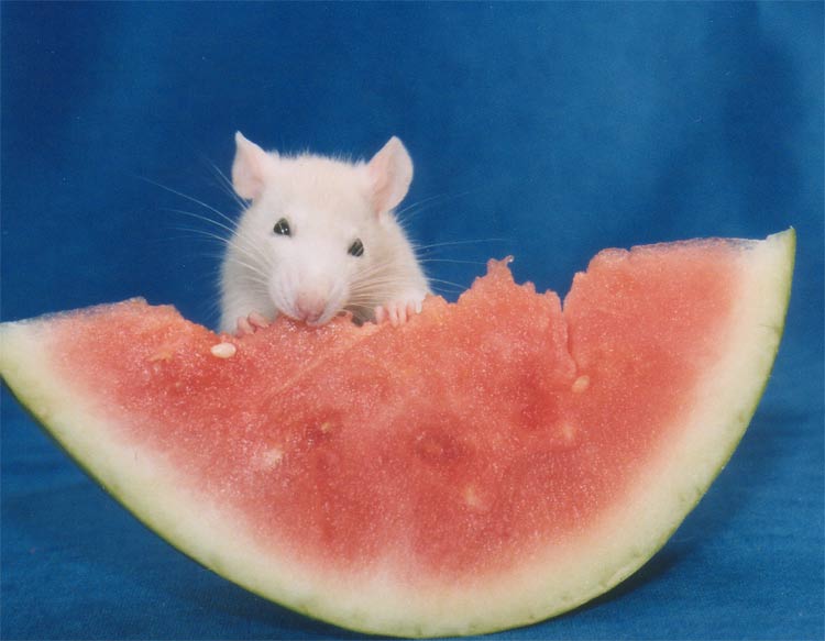 File:Fancyrat1.jpg