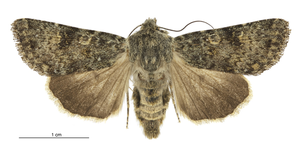 File:Aletia s.l. dentata female.jpg