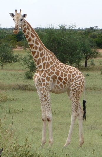 File:Giraffe-solo Koure-NIGER (cropped).jpg