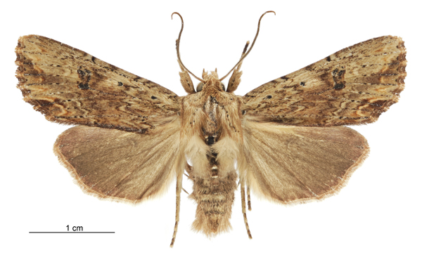 File:Graphania rubescens male.jpg